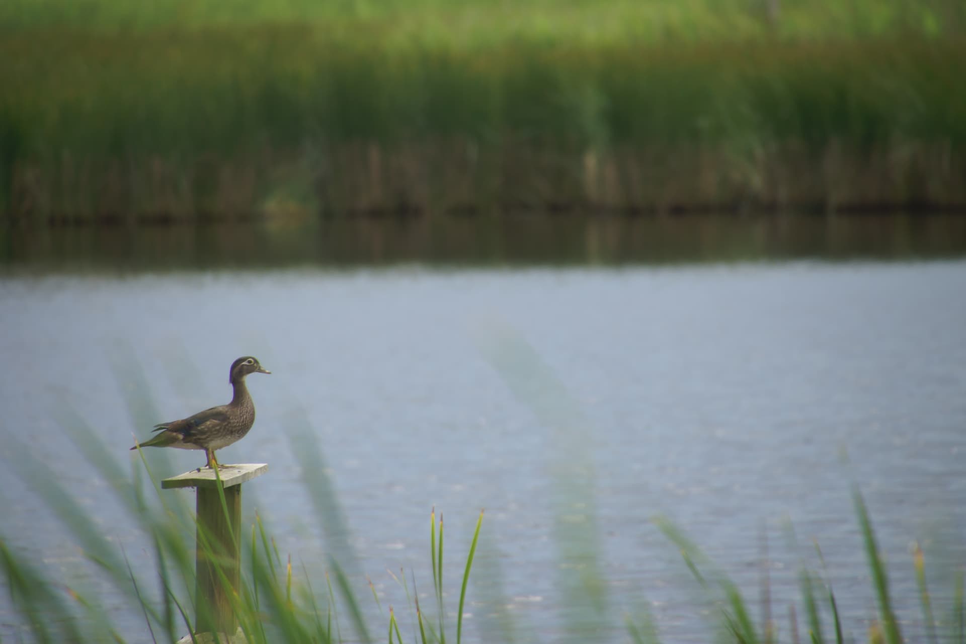 A female wood duck perched on a post above calm marsh water.